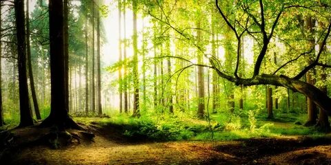 Купить фотообои Лес и деревья "Загадочный лес" PINEGIN