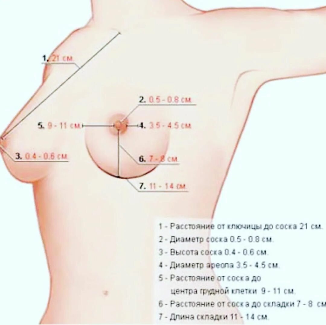 характеристика по женской груди фото 82