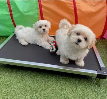 Malshi Pups for sale in Florida - Biscuit and Babe - Micheli