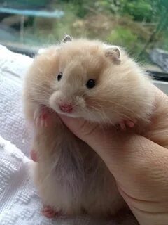 Pin by אריאל משעלי on Hamster Aesthetic Bear hamster, Cute h