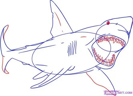 draw a shark step by step for kids - Clip Art Library