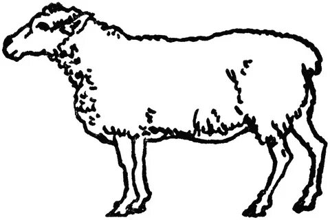 sheep and lamb clipart black and white - Clip Art Library