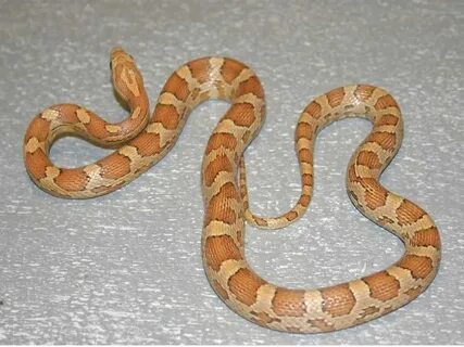 Hypo Buf Cornsnake - Ians Vivarium