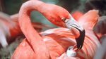 Flamingo - foto, tlhaloso, mokoloko, lijo, lira, palo ea bat