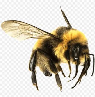 bee png - bumble bee transparent PNG image with transparent 