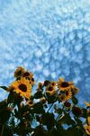 Pin by Emily Joya on fotos de pantalla Sunflower photography