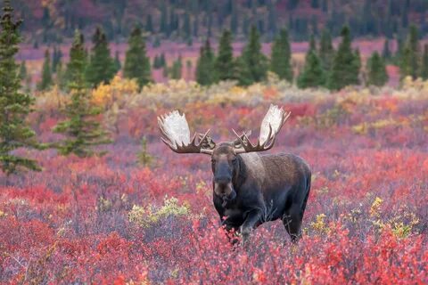 Alaska Bull Moose in Denali Fall Tundra Fine Art Photo Print