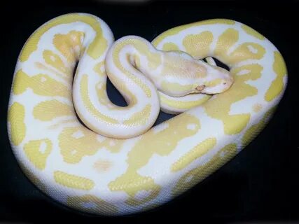 Lavender Albino Fire - Morph List - World of Ball Pythons