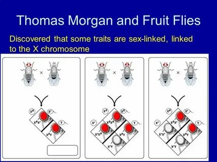 1/14/15 Objective: How do sex-linked genes produce different