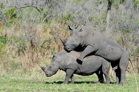 rhinos mating Sabi Sabi Private Game Reserve Blog