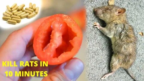 How to Kill Rats in 10 Minutes Get rid of Rats Home Remedy -