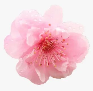 Transparent Cherry Blossom Png - Flower Cherry Blossom Png, 