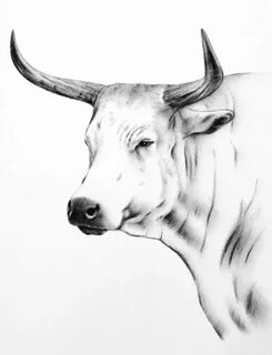 Nguni Cow Art Charcoal Drawing Print 810 Cow Etsy Cow drawin