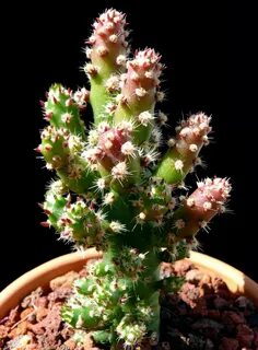 Austrocylindropuntia subulata fa. monstrose - Cactus Jungle 