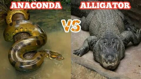 Anaconda VS. Alligator - YouTube