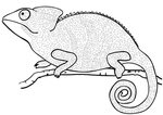 Chameleon Coloring Pages - Best Coloring Pages For Kids