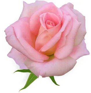 Розы на белом фоне (181 фото) " ФОНОВАЯ ГАЛЕРЕЯ КАТЕРИНЫ АСК