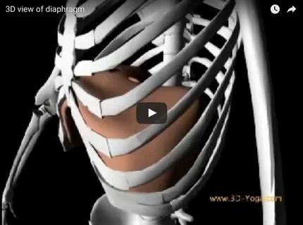Did You Know Your Diaphragm Has Holes In It?