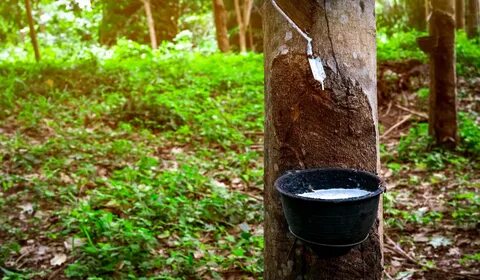 Japanese rubber plant photo