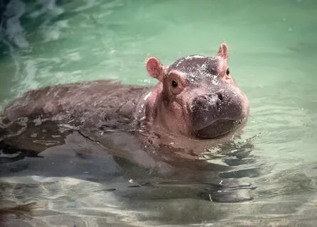 Hippo Blog 11: Hippo Holidays Cincinnati Zoo Blog