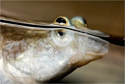 Face four-eyed fish photo and wallpaper. Cute Face four-eyed