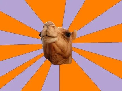 Foul Bachelor Camel Meme Generator