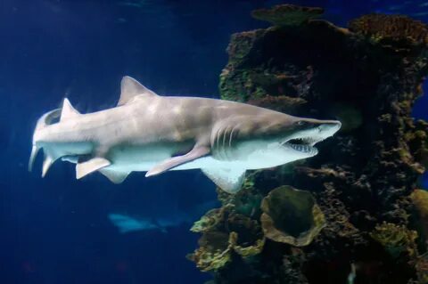 Sharks Rays - Marine Life Vol. 6 - Slideshow Powerpoint Pres
