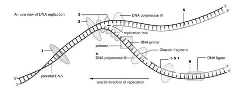 Diagram of Unit 3: DNA replication Quizlet