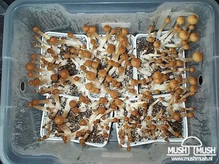 Pictures Psilocybe cubensis "Ecuador" - SPECIES AND STRAINS 