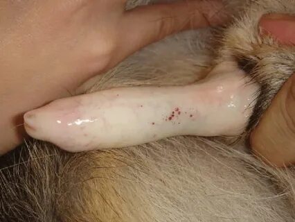Penile mucosal pallor, petechiae and ecchymoses in a dog wit