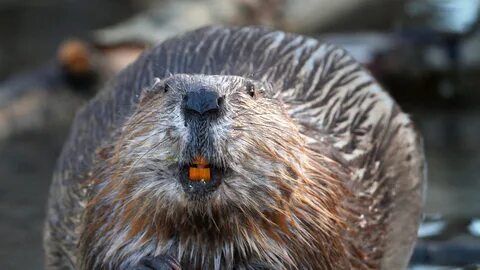 Beaver "Gentrification" Could Be Playing a Role in Climate C