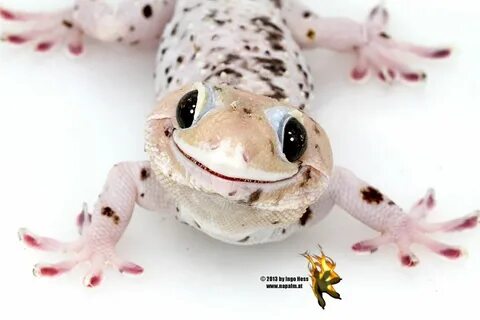 Top 10 Tokay Gecko Morphs Cute lizard, Cute gecko, Leopard g