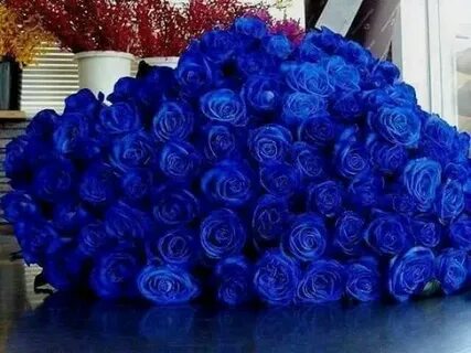 Pin by 𝓐 ℋ 𝕸 ℰ 𝕯 on fotos Blue roses, Blue flowers, Beautifu
