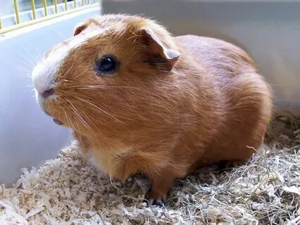 Guinea Pig - Charms Guide