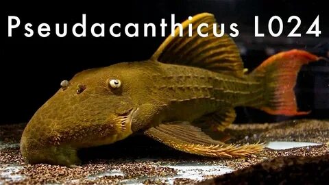 Pseudacanthicus sp. L024 - Rio Tocantins - YouTube