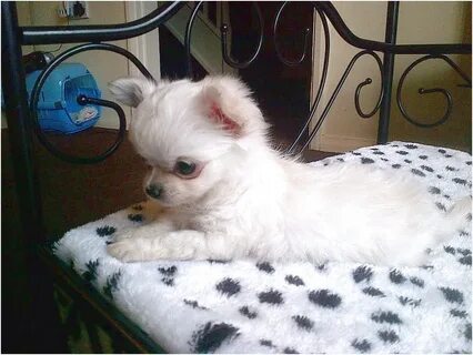 long haired toy chihuahua for sale Online Shopping