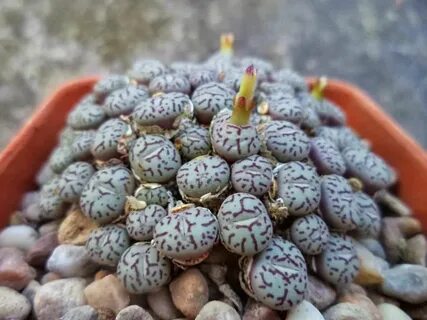 Conophytum wittebergense