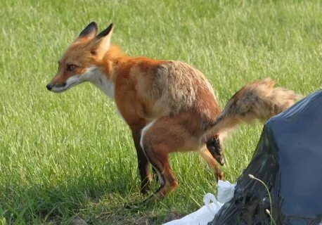 Red Fox (Vulpes vulpes) - Imgur