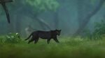 Black Panther Saya in Kerala's Kabini Forest Rare Animals Sp