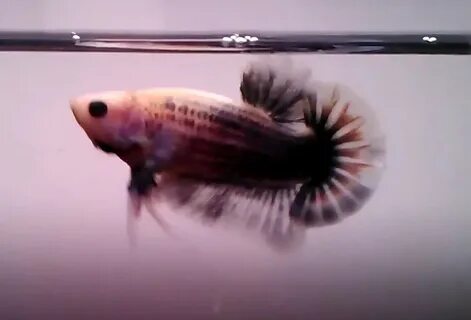 Twin Tail Halfmoon Betta : Betta Fish Facts Lovetoknow : A g