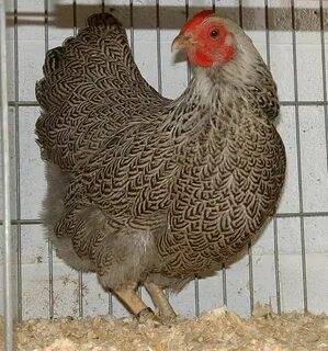 Pencilling and spangling? Bantam chickens, Chickens, Beautif