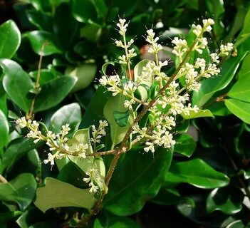 Plantes Oasis : Troène du Texas