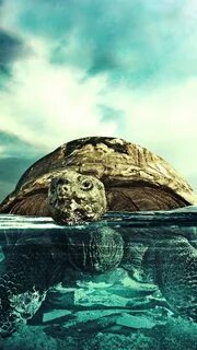Turtle iPhone Wallpaper HD