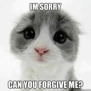 IM SORRY CAN YOU FORGIVE ME? - Cute Cat - quickmeme Cute/Ran