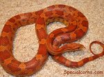 Lava Corn Snake - Ians Vivarium Reptile Forum Corn snake, Sn
