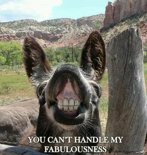 Fabulousness Funny donkey pictures, Funny animals with capti