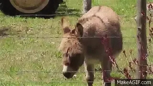 Funny Video dancing donkey - Part 2 on Make a GIF