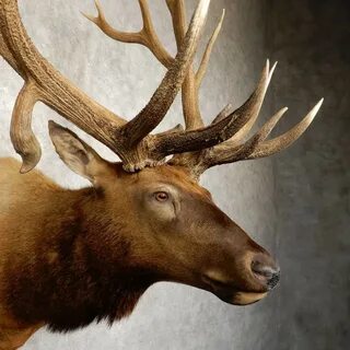 Rocky Mountain Elk Shoulder Mount For Sale #20375 - The Taxi