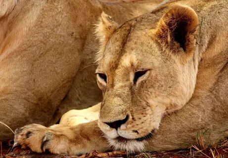 Park, Lion Tsavo National Park Animal Africa Saf #park, #lio