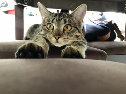 She loves to stretch out under the kitchen table Cat day, Pe